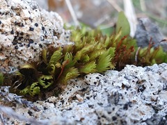 Fissidens dubius