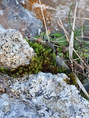 Fissidens dubius