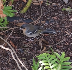 Fringilla coelebs canariensis