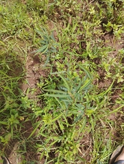 Chamaecrista mimosoides