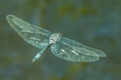 Zygonyx natalensis