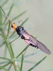 Rayieria basifer