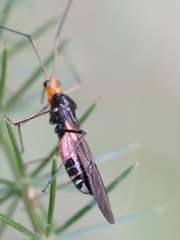 Rayieria basifer
