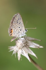 Freyeria trochylus