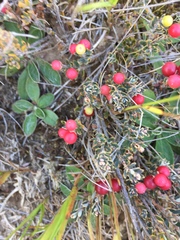 Acrothamnus colensoi