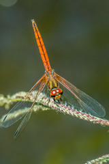 Trithemis pluvialis
