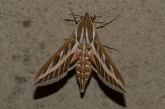 Hyles livornica