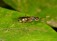 Taeniaptera trivittata