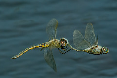Zygonyx natalensis