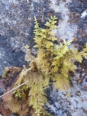 Hylocomium splendens