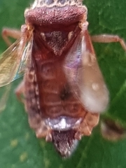 Odontonotus