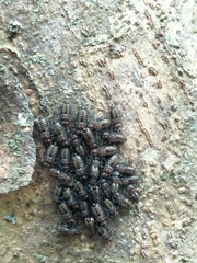 Cerastipsocus