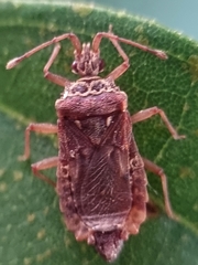 Odontonotus