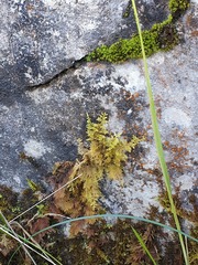 Hylocomium splendens