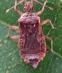 Odontonotus