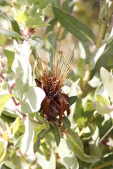 Protea aurea aurea