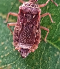 Odontonotus