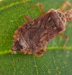 Odontonotus
