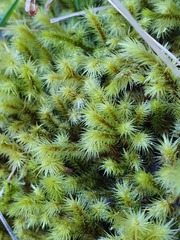 Breutelia chrysocoma