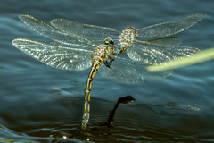 Zygonyx natalensis