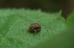 Aphis craccivora