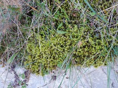 Breutelia chrysocoma