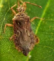 Odontonotus