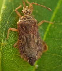 Odontonotus