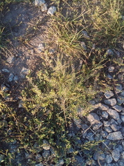 Lepidium ruderale