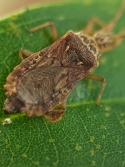 Odontonotus