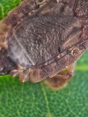 Odontonotus