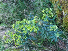 Euphorbia amygdaloides