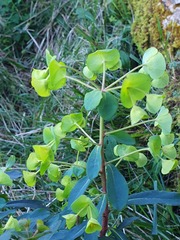 Euphorbia amygdaloides