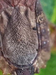 Odontonotus