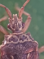 Odontonotus