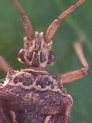 Odontonotus