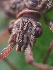Odontonotus