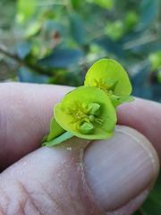 Euphorbia amygdaloides