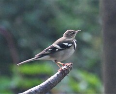 Dendronanthus indicus