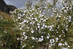 Psoralea