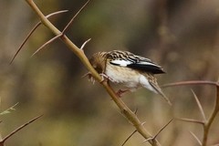 Euplectes albonotatus