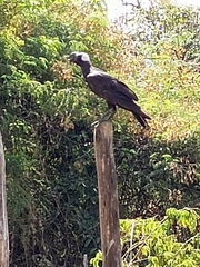 Corvus crassirostris