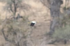 Vanellus senegallus lateralis