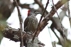 Campethera abingoni suahelica