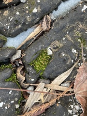 Ptychomitrium incurvum