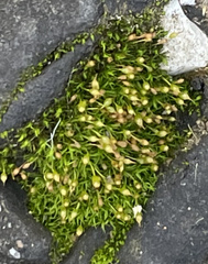 Ptychomitrium incurvum