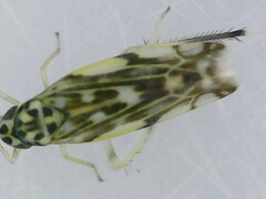 Eupteryx urticae