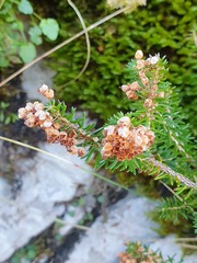 Erica vagans