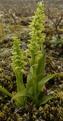Platanthera hyperborea