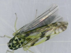 Eupteryx urticae